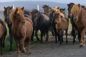 Tour image of Private Tour: South Coast of Iceland by SUV or Van from Reykjavik