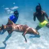 Image of Shark Diving