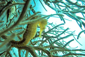 Tour image of From Phi Phi: Half Day Trip for Certified Divers (2 Dives)