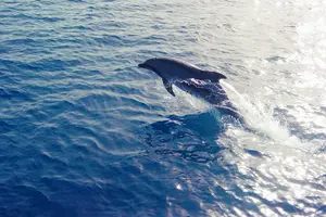 Tour image of Half-Day Odyssey Guided Boat Safari with Lunch in Cyprus
