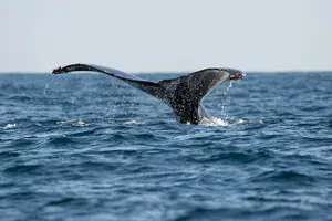 Tour image of Private Dolphin and Whale Watching Tour in Newport Beach