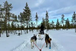 Tour image of Husky Sledding Ride in Levi 5 KM