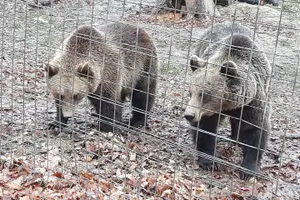 Tour image of Libearty Bear Sanctuary and Dracula's Castle - Day Tour from Bucharest