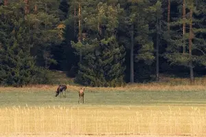 Tour image of Evening Wildlife Safari with Campfire Dinner from Stockholm