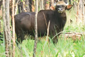 Tour image of Jeep Safari (8-10 hrs., Private)inside Chitwan National Park.