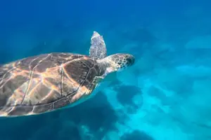 Tour image of Yellow Submarine Swimming Cruise with Unlimited Drinks