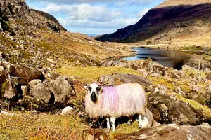 Tour image of Private Full Day Tour From Killarney - Ring of Kerry/Skellig