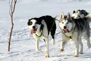 Tour image of Husky Sledding Ride in Levi