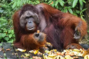 Tour image of Semenggoh Wildlife Centre Tour: Discover Sarawak’s Orangutans