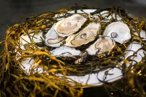 Tour image of Oyster Farm and Tasting Experience