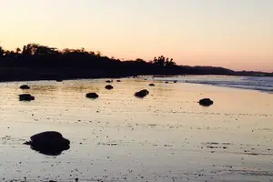 Tour image of Turtle Tour Near Samara Beach
