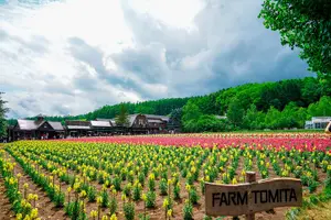 Tour image of Hokkaido: Biei Blue Pond and Furano Flower Farm Day Trip