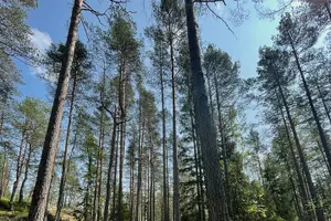 Tour image of Helsinki: Nuuksio National park hiking with campfire lunch