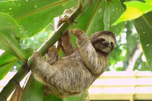 Tour image of 7 Nights Costa Rica Rainforest and Coastal Experience