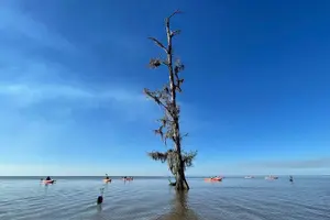 Tour image of Manchac Swamp Extended 4-Hour Kayak Tour with Pickup