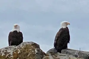 Tour image of Small Group Boat Tour of Sitka