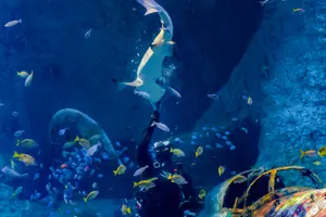 Tour image of National Aquarium Abu Dhabi Entry Ticket + Beyond The Glass Experience