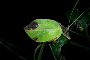 Tour image of Small Group Night Walking Tour in Monteverde