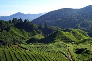 Tour image of Cameron Highlands: Mossy Forest Tour