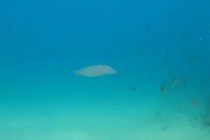 Tour image of Beach Diving Activity in Oman