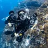 Image of Freediving