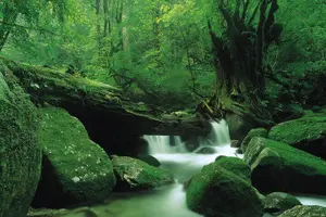 Tour image of Yakushima 1 day SHIRATANI UNSUIKYO Walking with ENGLISH Speaking Guide