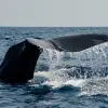 Image of Whale Watching