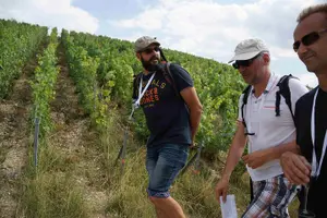Tour image of Gourmet walk in the heart of the vineyards with Champagne tasting near Epernay