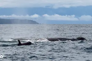 Tour image of Dolphin and Whale Watching Tour in Drake Bay as seen on National Geographic