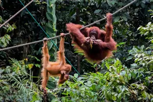 Tour image of Sarawak's Orangutans Discovery Tour at Semenggoh Wildlife Centre