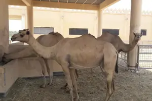 Tour image of Shore excursions tours in Bahrain