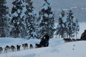 Tour image of Overnight Dog Sledding Excursion in Swedish Lapland from Kiruna