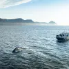 Image of Whale Watching