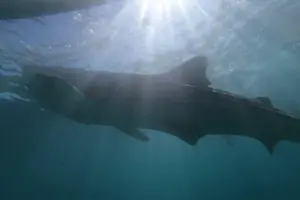 Tour image of Whale Shark Watching with Sumilon Sandbar and Kawasan Falls Tour