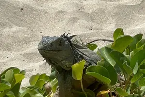 Tour image of Half Day Private Sun and Snorkel exploring the Turks and Caicos