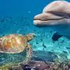 Image of Wildlife Watching