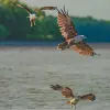 Image of Eco Tours