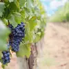 Image of Wine, Beer & Spirits