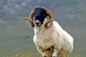 Tour image of DAY TOUR: Highlights of Derry and Donegal