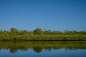 Tour image of Tamarindo Estuary Boat Safari