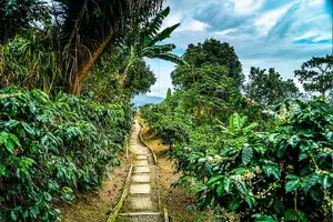 Tour image of Exotic Blue Mountain Coffee Tour