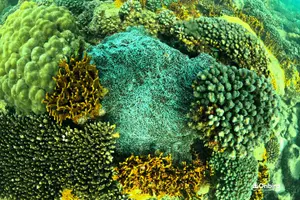 Tour image of PRO-SNORKELING to Explore The Coral Jungle REEF (MAX 10 PAX)