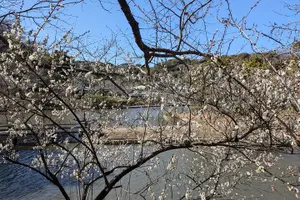 Tour image of Guided History & Nature Exploration in the Yokohama Hill Area