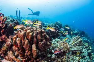 Tour image of PADI Open Water Diver Course - 5 Days Scuba Diving