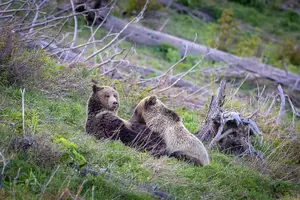 Tour image of Yellowstone National Park Private Tour