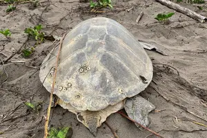 Tour image of Turtle Tour Tortuguero National Park