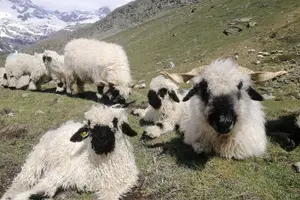 Tour image of Private Mt. Gornergrat and Zermatt Tour