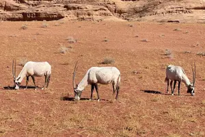 Tour image of Wonders of Tabuk Tour 3 Days 2 Nights Tour