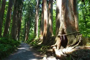 Tour image of 1-Day Togakushi Tour: Soba making, Ninja Town, and Hidden Shrines