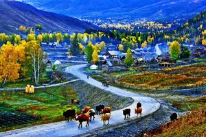 Tour image of 11 Days North Xinjiang Group Tour to Kanas Lake and Sayram Lake